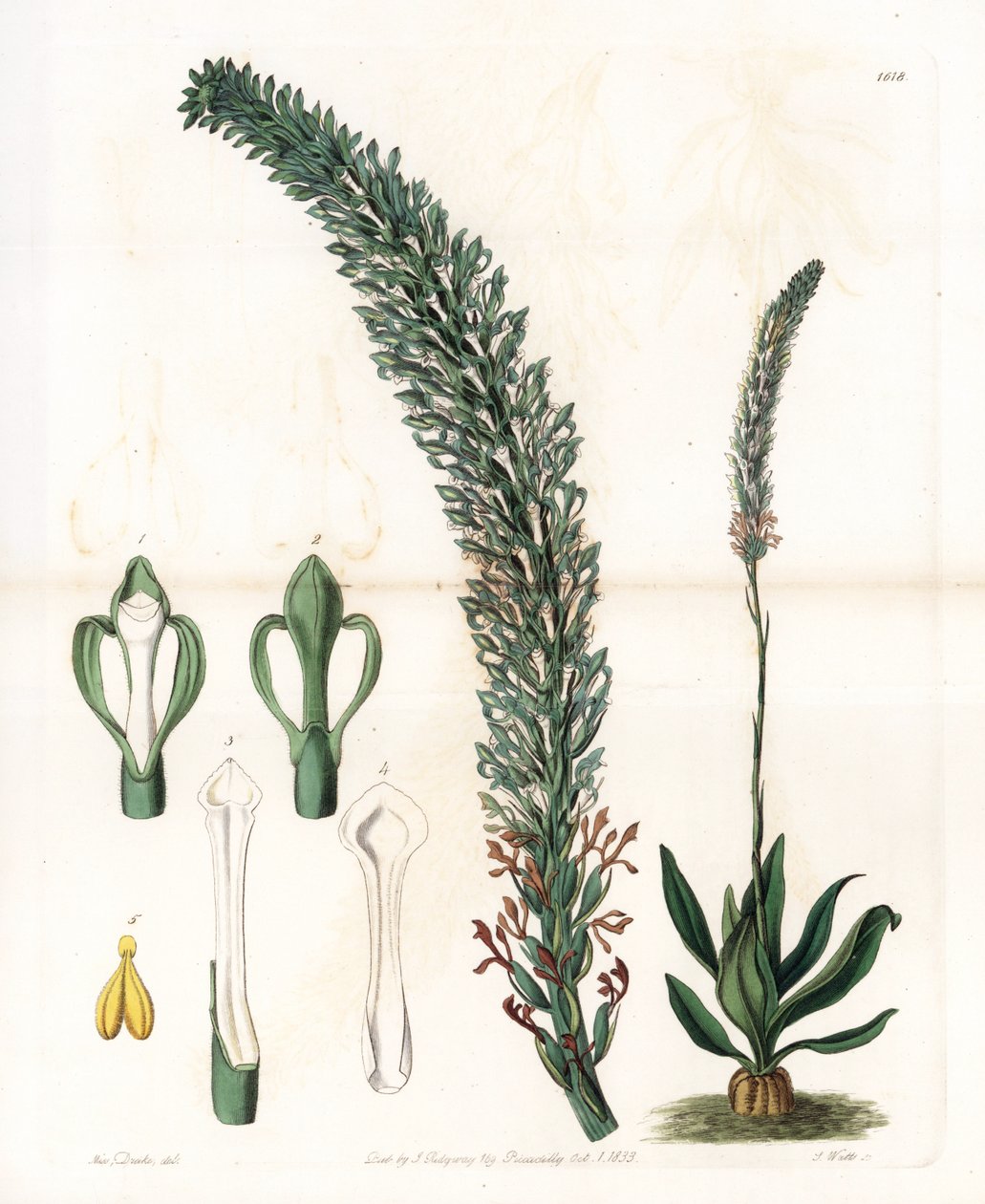 Belle Sauroglossum. Handcoloured copperplate engraving from Sydenham Edwards