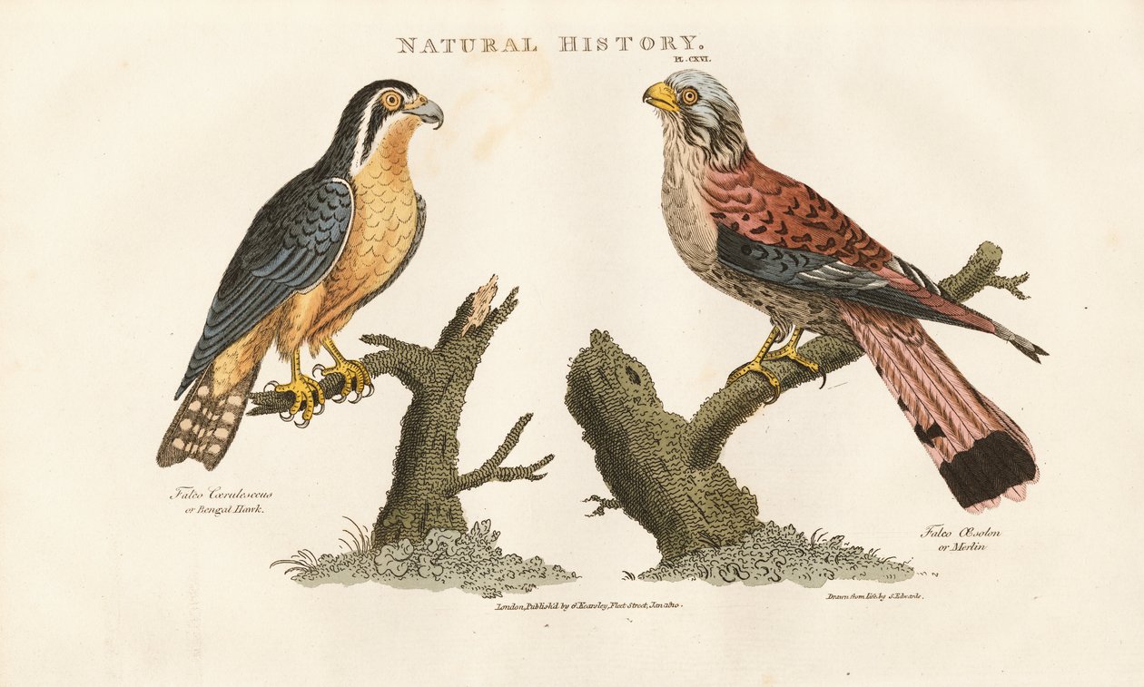 Bengal Falcon and Red-footed Falcon by Sydenham Teast Edwards