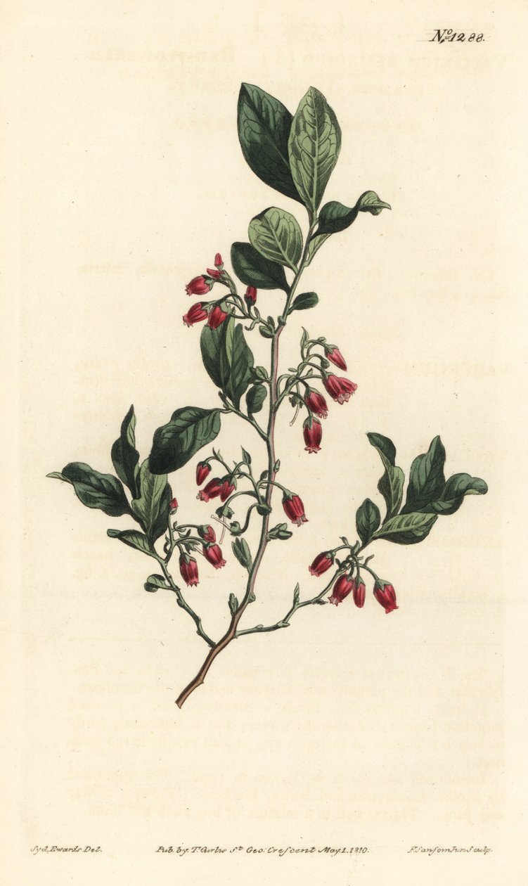 Black huckleberry, Gaylussacia baccata by Sydenham Teast Edwards