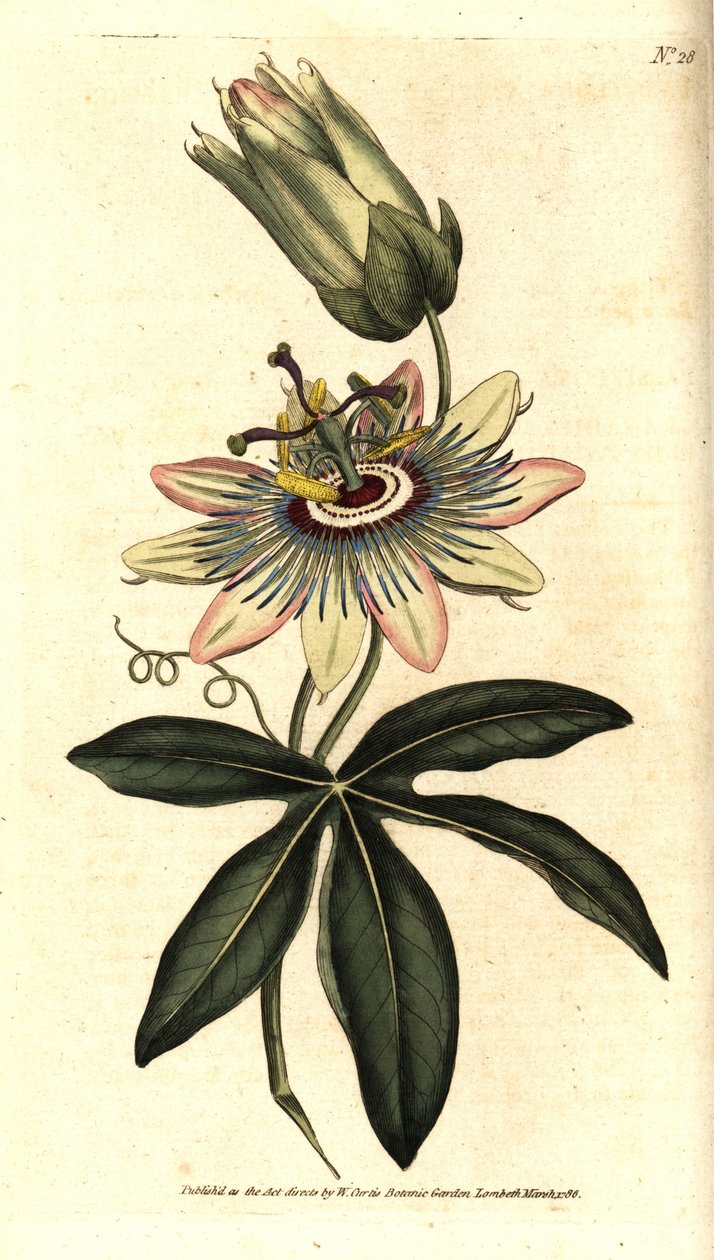 Blue Passiflora - Common passionflower, Passiflora caerulea. by Sydenham Teast Edwards