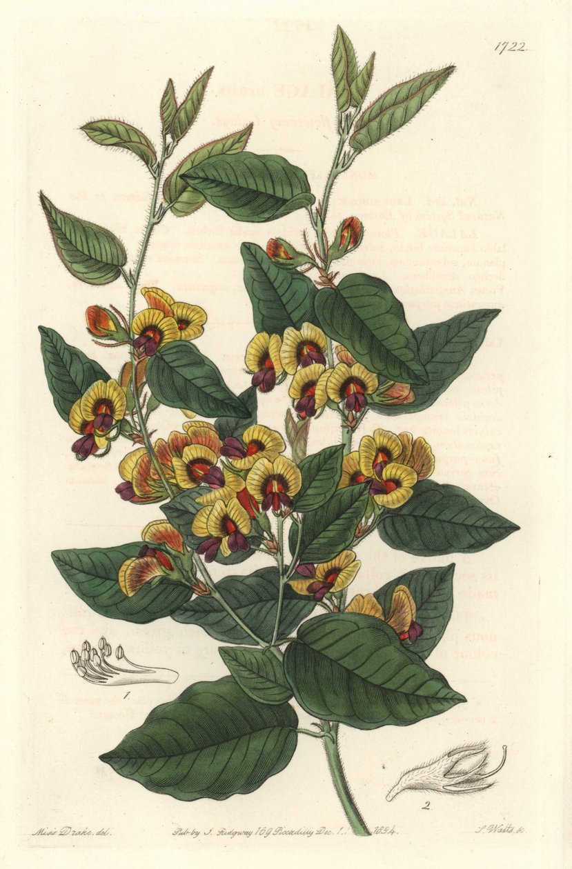Bossiaea with Grade Flowers, Australian Origin by Sydenham Teast Edwards