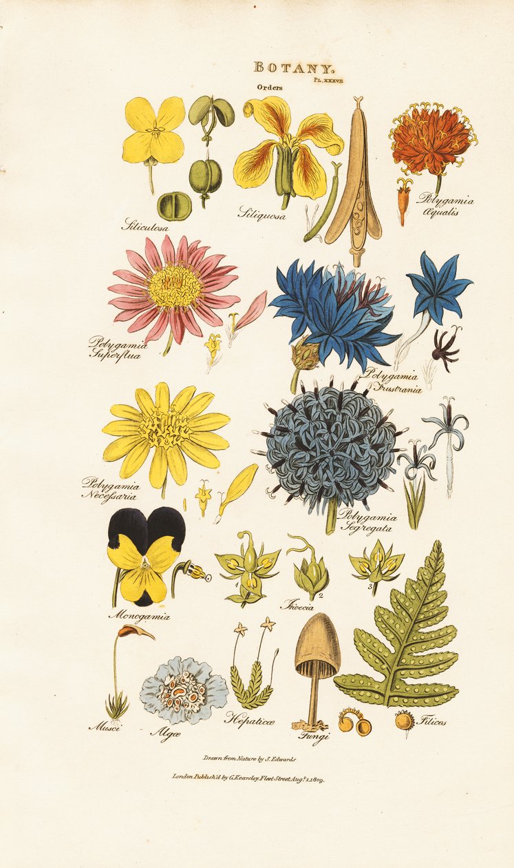 Botanical Classification and Representatives of Different Plant Groups by Sydenham Teast Edwards