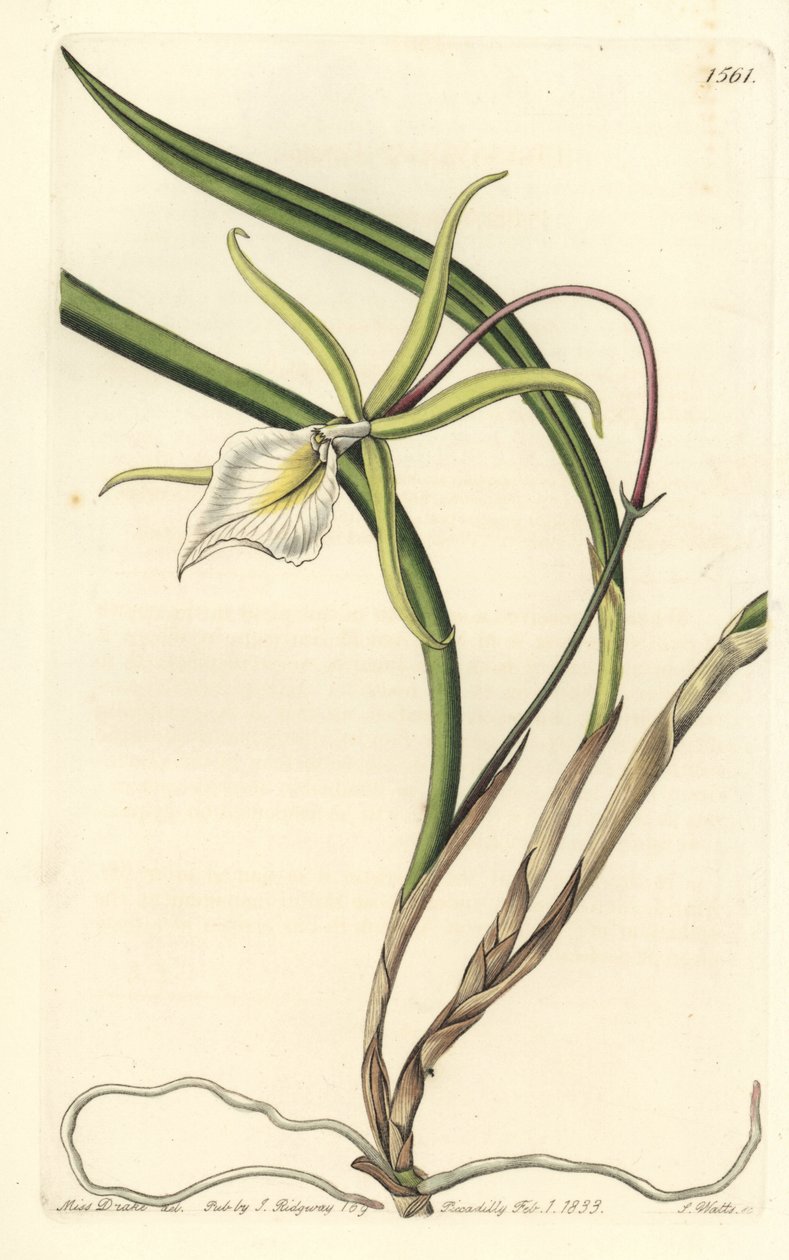 Perrin