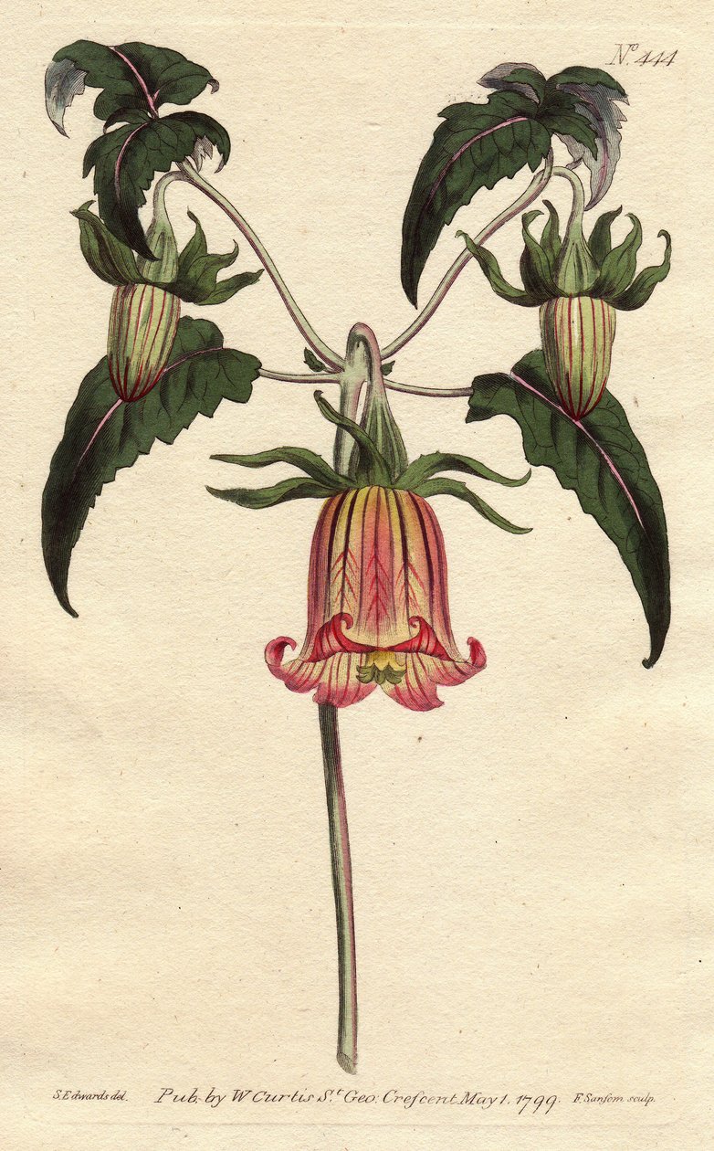 Canary Bell Flower with Pink Veined Yellow Flowers Drooping. Canarina campanula. Handcoloured copperplate engraving from Sydenham Edwards