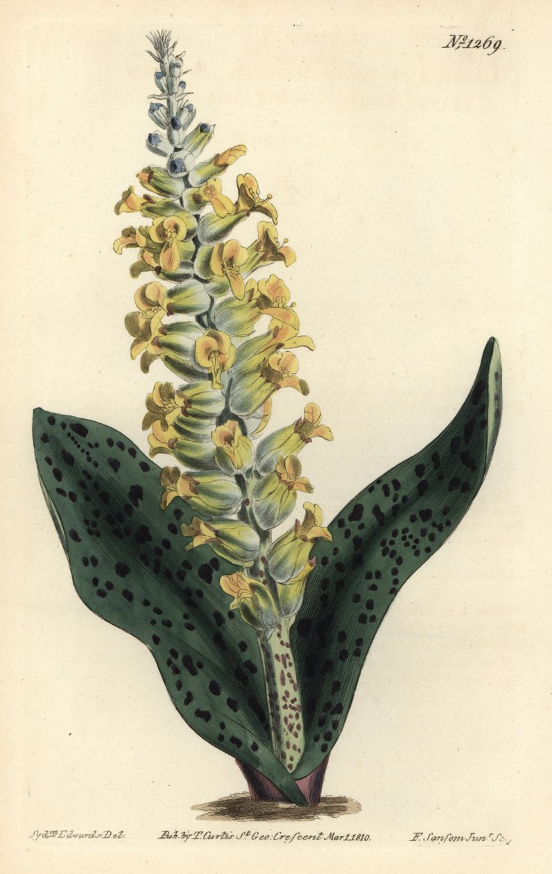 Cape Hyacinth (False Orchid) by Sydenham Teast Edwards