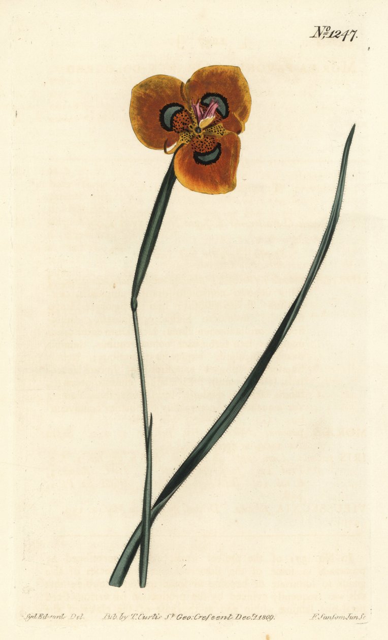 Cape Tulip - Orange-coloured moraea, Moraea tulbaghensis (Moraea pavonia) by Sydenham Teast Edwards