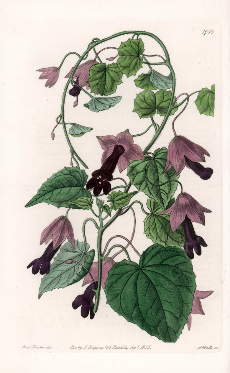 Chinese Hat - Plate Engraved by S. Watts, from an Illustration by Sarah Anne Drake, from the Botanical Register of Sydenham Edwards by Sydenham Teast Edwards