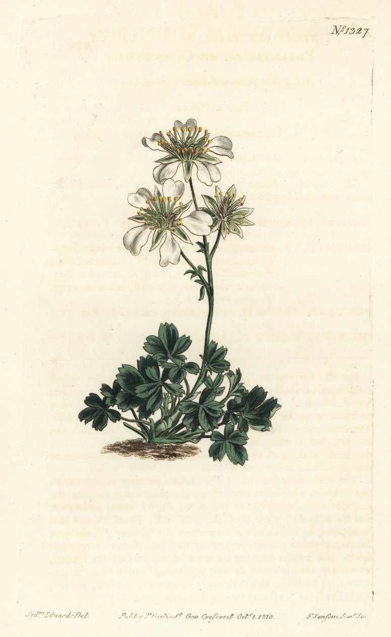 Clusius Cinquefoil by Sydenham Teast Edwards