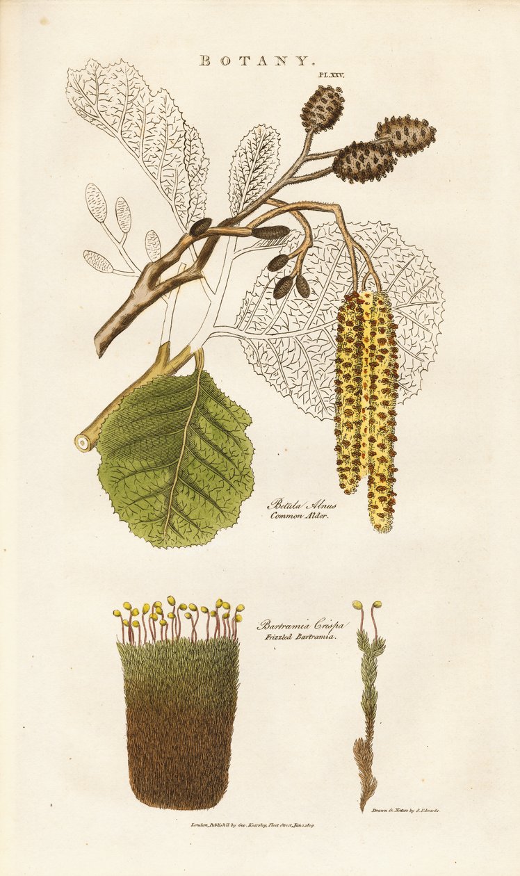 Common Alder and Bartramia Moss by Sydenham Teast Edwards