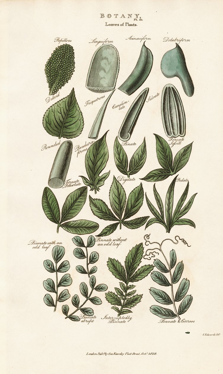 Compound Leaf Forms in Botanical Morphology by Sydenham Teast Edwards