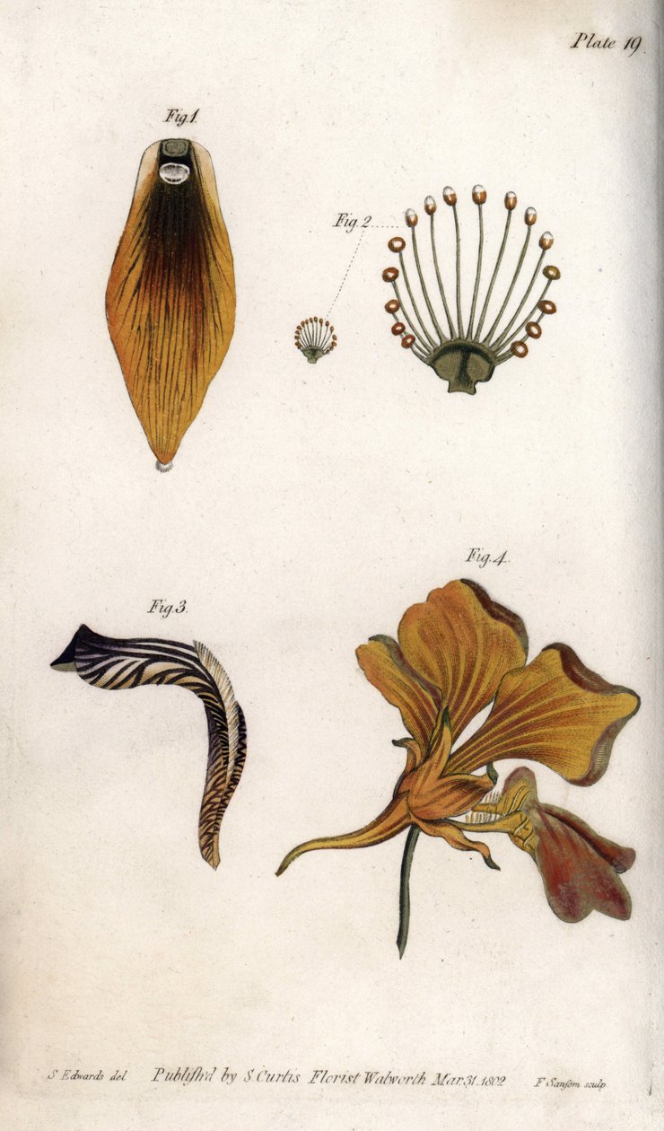 Detailed description of the stem and crown of the fritillary. Coloured copper engraving, illustration by Sydenham Edwards for Conferences of Botanical, Botanical Garden of Lambeth, England by Sydenham Teast Edwards