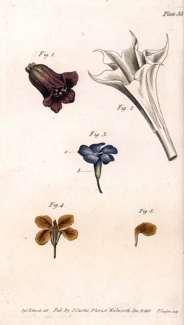 Different Corollas from Botanical Conferences, Lambeth Botanical Garden by Sydenham Teast Edwards