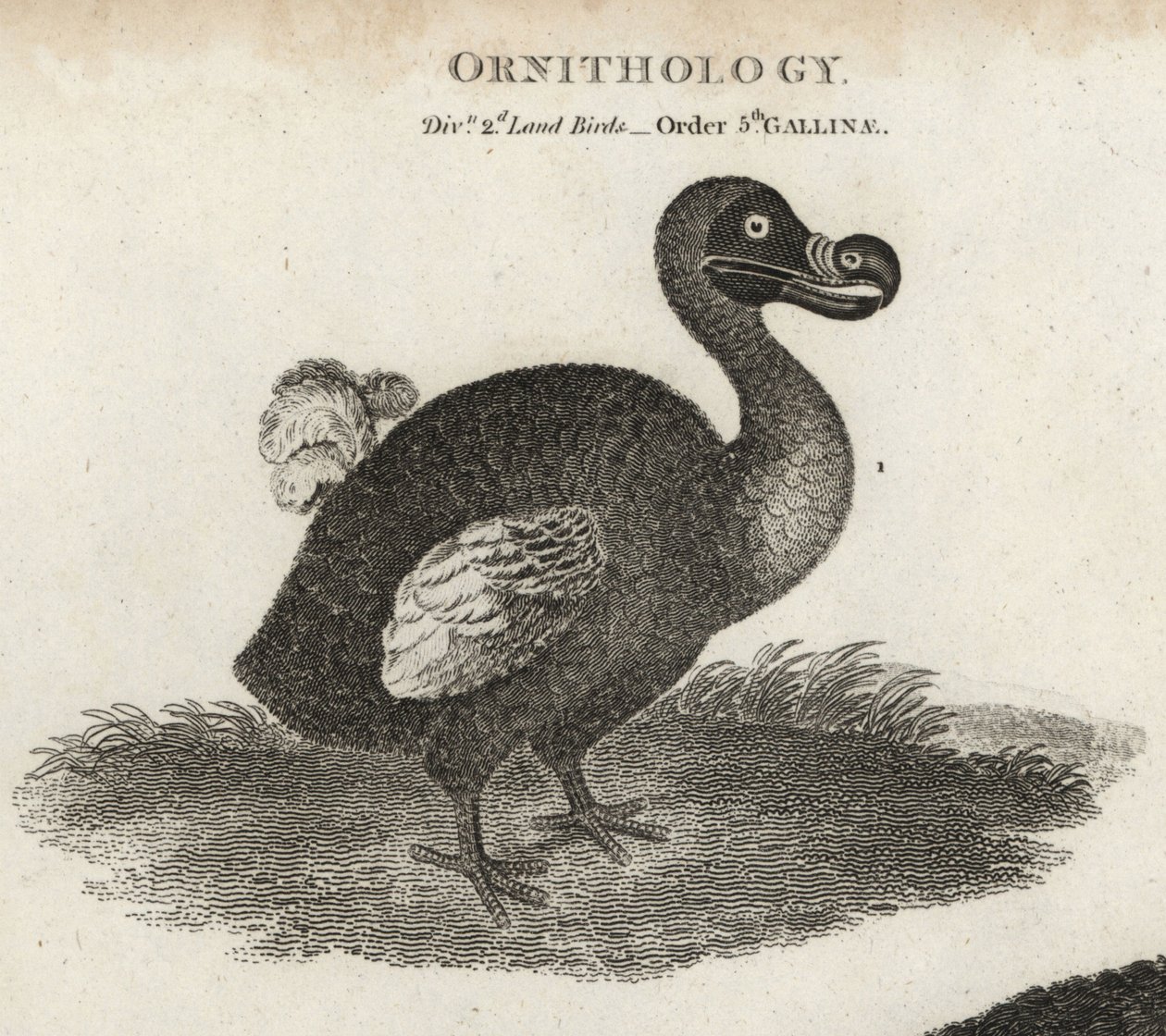 Dodo, Raphus cucullatus, Extinct Flightless Bird by Sydenham Teast Edwards