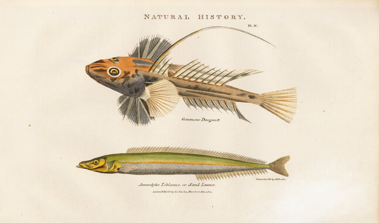 Dragonet and Sand Lance by Sydenham Teast Edwards