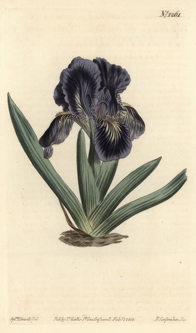 Dwarf Iris - Iris x binata (Purple-blue dwarf flag, Iris pumila var. violacea) by Sydenham Teast Edwards