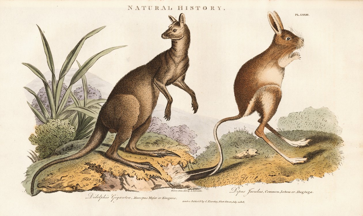 Eastern Grey Kangaroo and Jerboa by Sydenham Teast Edwards