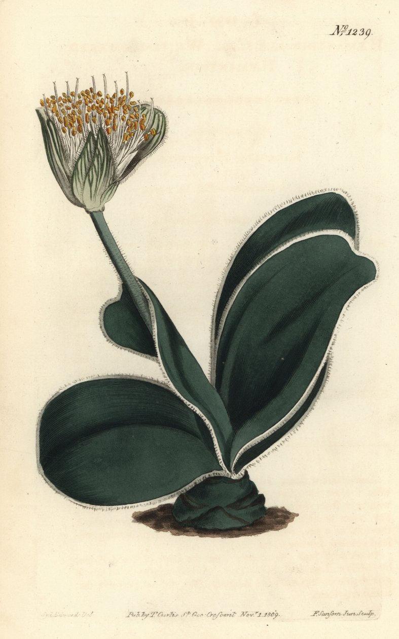 Elephant Ear - White-flowered haemanthus, Haemanthus albiflos. Illustration by Sydenham Edwards from William Curtis