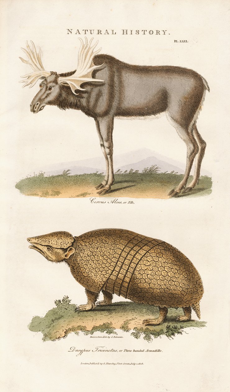 Elk and Three-banded Armadillo by Sydenham Teast Edwards