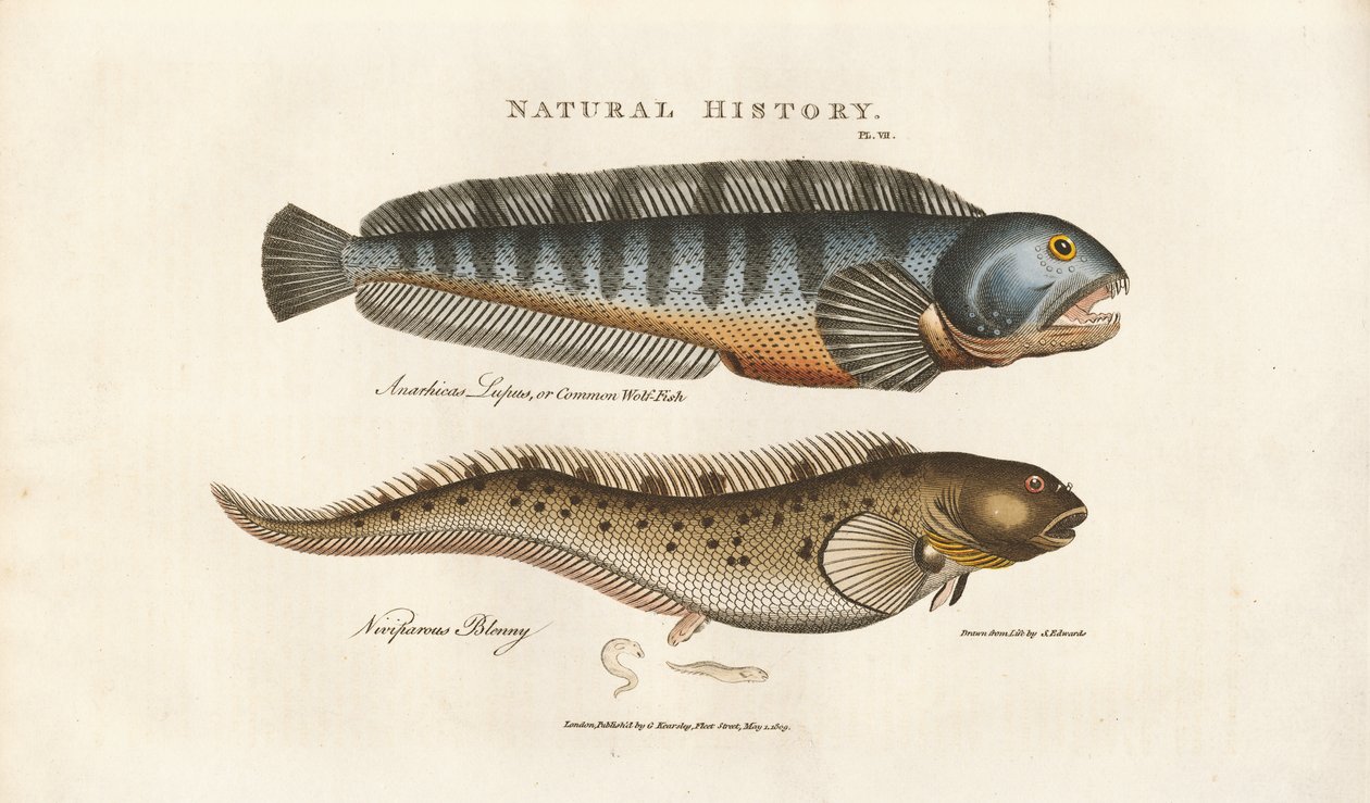 European Seabass and Viviparous Blenny by Sydenham Teast Edwards