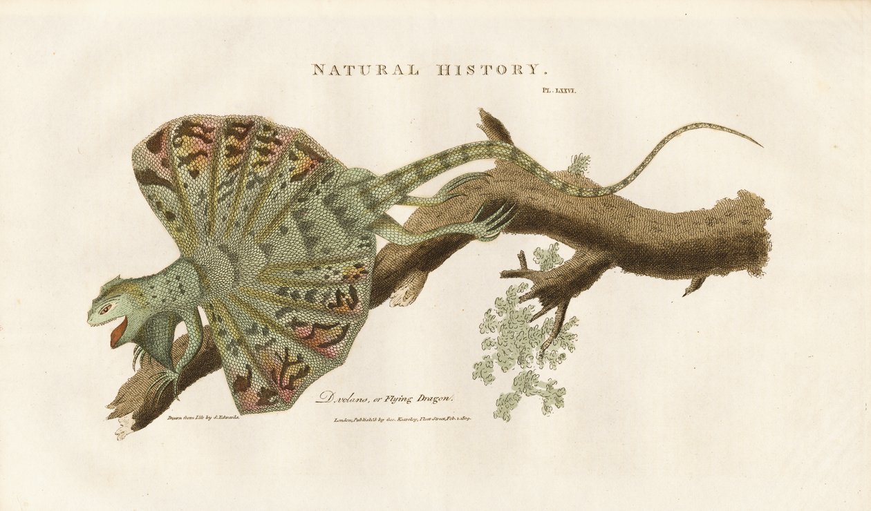 Flying Dragon on a Branch by Sydenham Teast Edwards