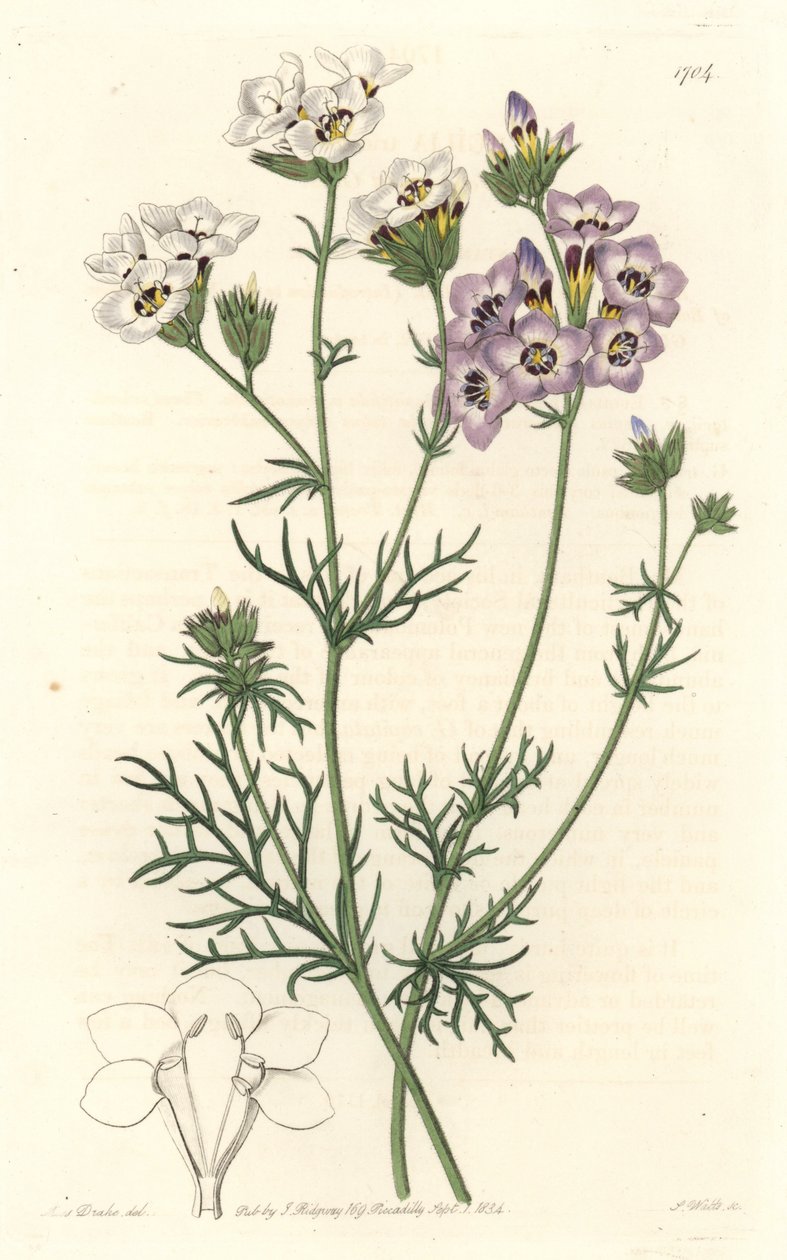 Gilia tricolor, white and purple varietes, native to California by Sydenham Teast Edwards
