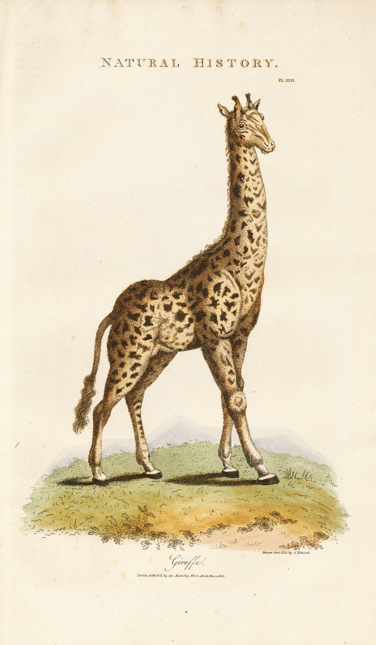 Giraffe by Sydenham Teast Edwards