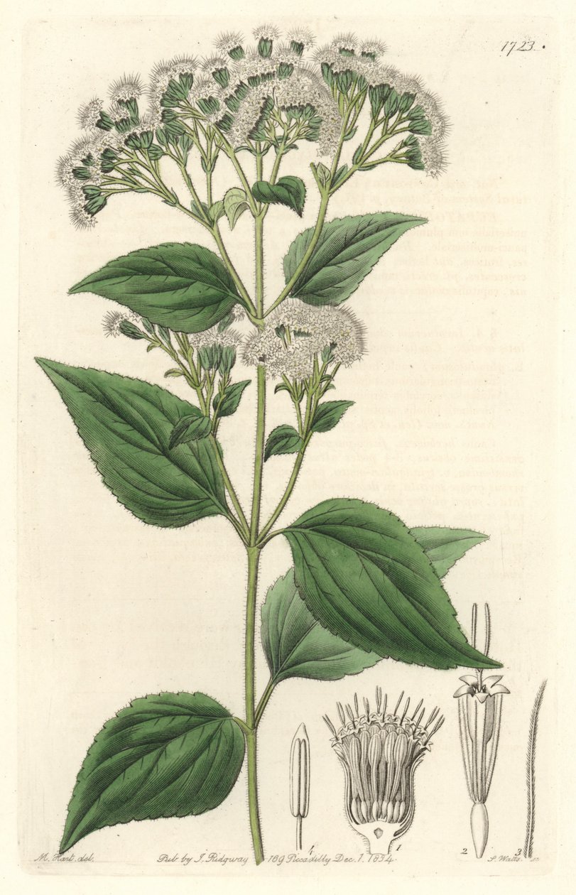 Glandular Eupatorium, Native to Mexico - Engraved by S. Watts, from an illustration by M. Mart, from the Botanical Register by Sydenham Teast Edwards