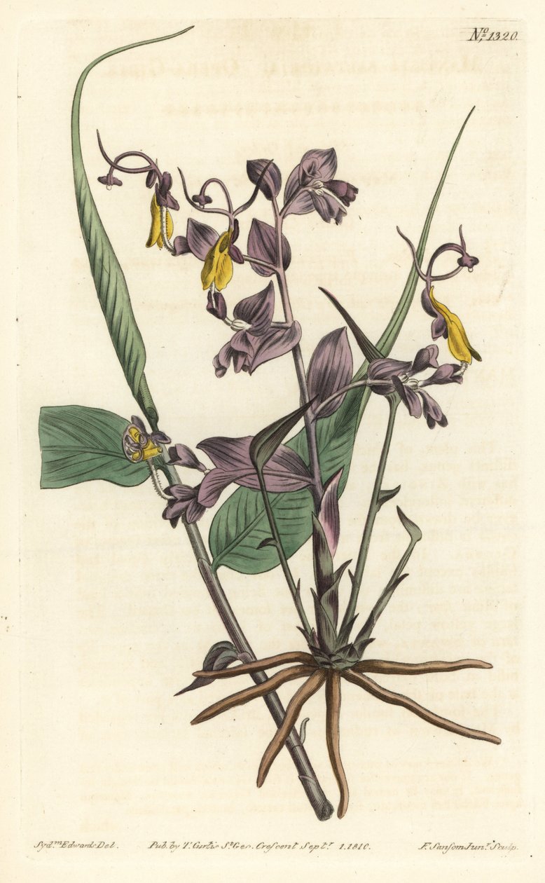 Globba Radicalis from William Curtis