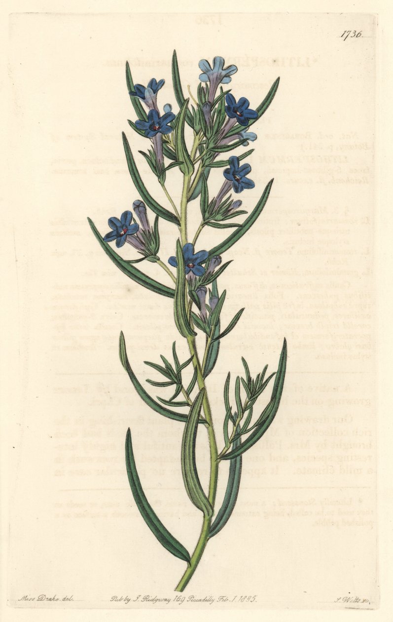 Gremil with Rosemary Leaves, Native to Sicily by Sydenham Teast Edwards
