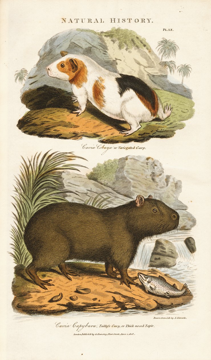 Guinea Pig and Capybara by Sydenham Teast Edwards