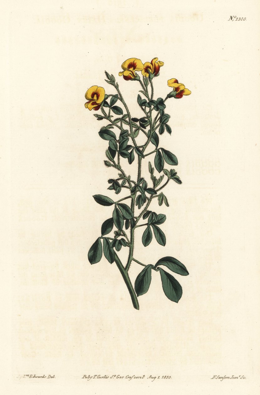 Hairy goodia, Goodia lotifolia var. pubescens (Goodia pubescens) by Sydenham Teast Edwards