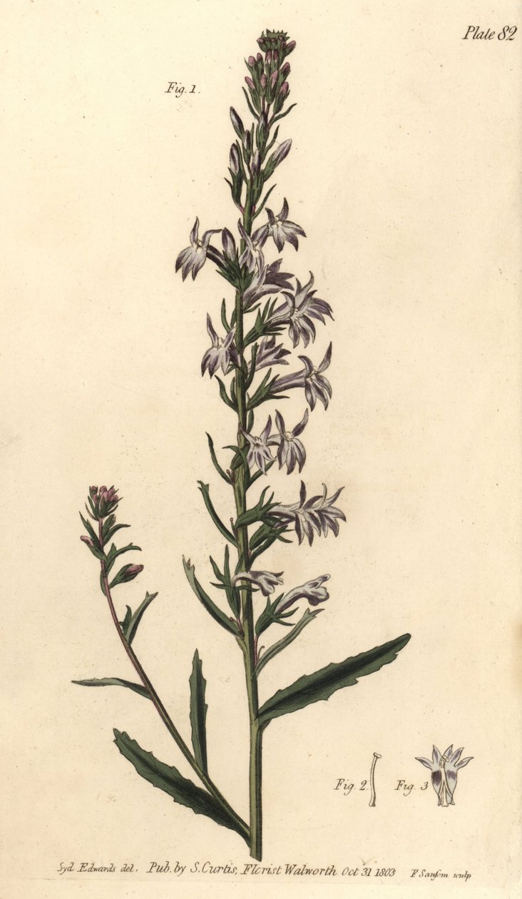 Heath lobelia, Lobelia urens, Polygamia monogamia. by Sydenham Teast Edwards