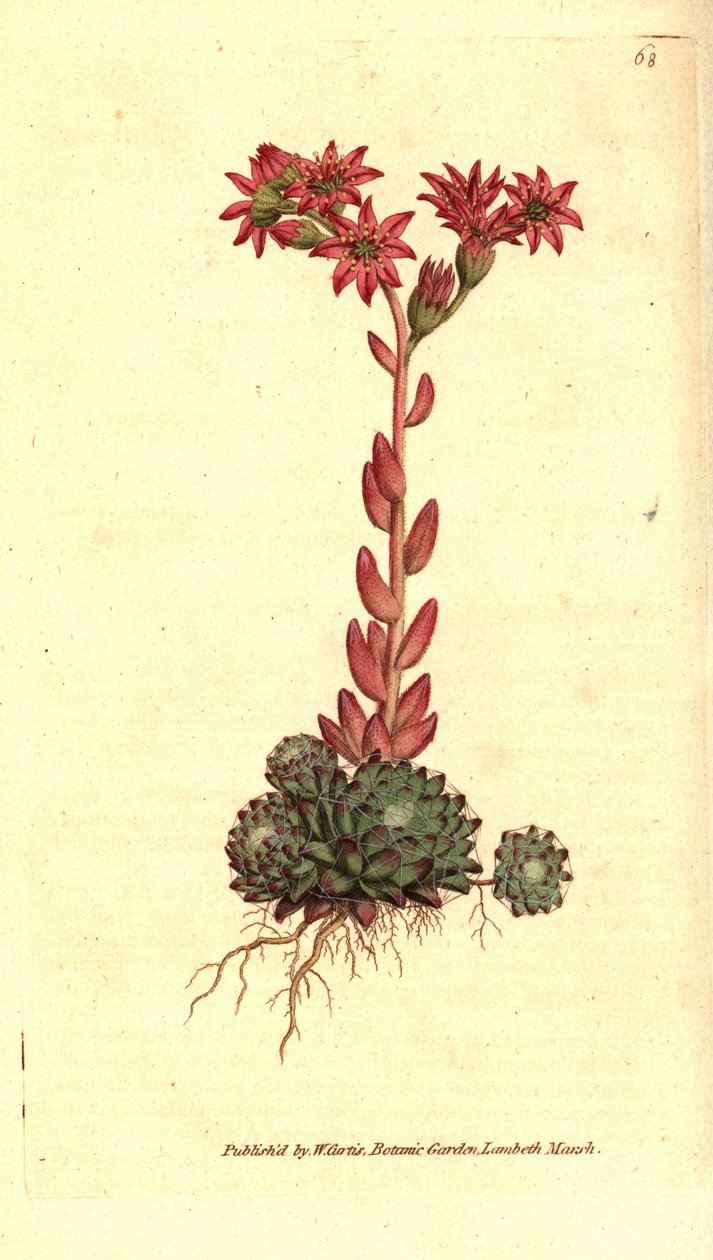 Cobweb houseleek, Sempervivum arachnoideum. Handcoloured copperplate engraving after a botanical illustration from William Curtis