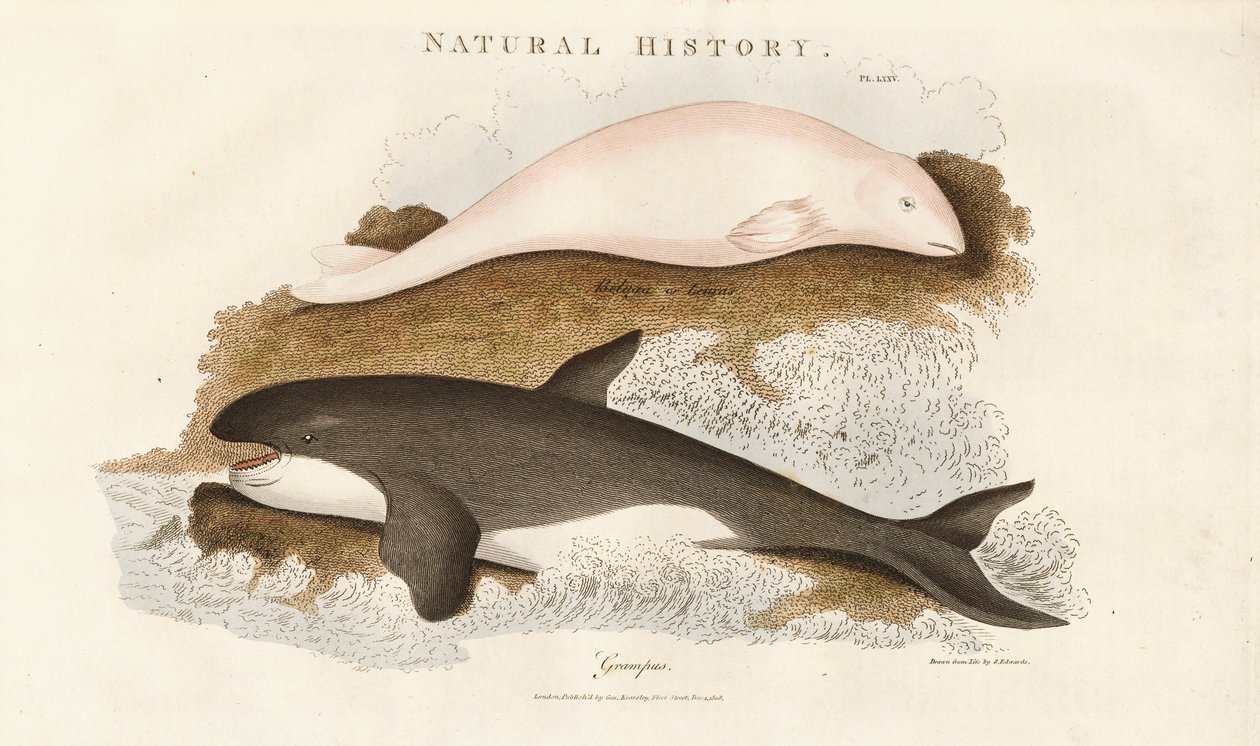 Killer Whale and Beluga Whale by Sydenham Teast Edwards