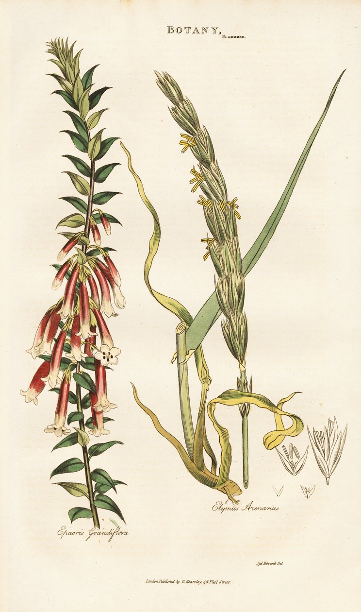 Large-flowered Epacris and Lyme Grass by Sydenham Teast Edwards