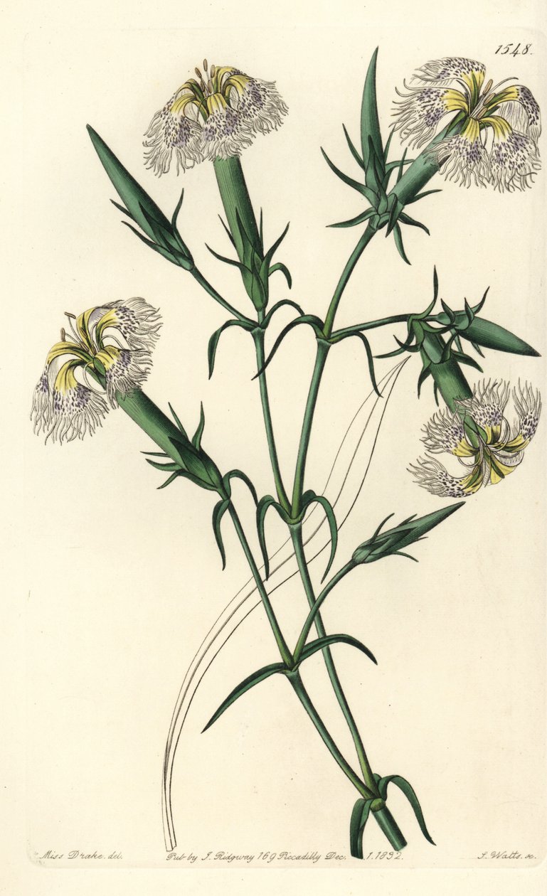 Lebanon carnation (species in danger) - Pink of Lebanon, Dianthus libanotis. Endangered species. Handcoloured copperplate engraving by S. Watts after an illustration by Miss Sarah Drake from Sydenham Edwards