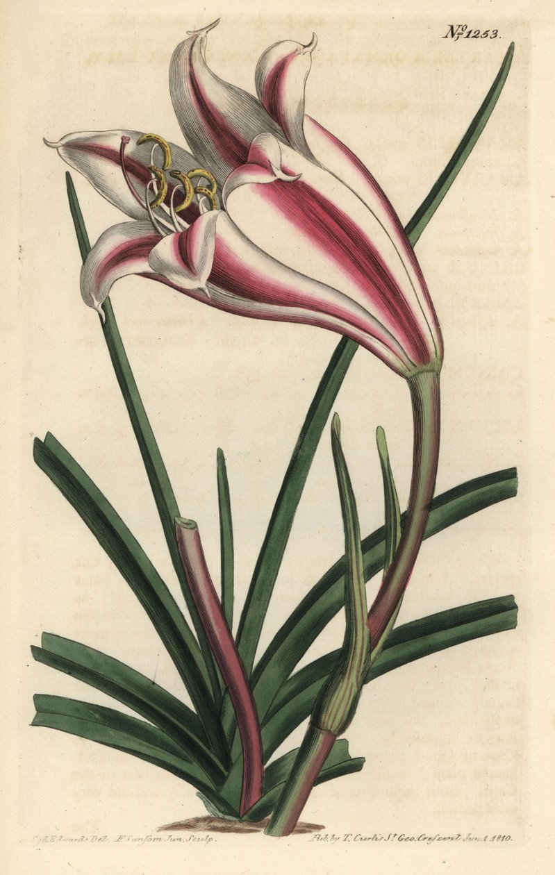 Cape coast lily, Crinum ornatum (Amaryllis ornata). by Sydenham Teast Edwards