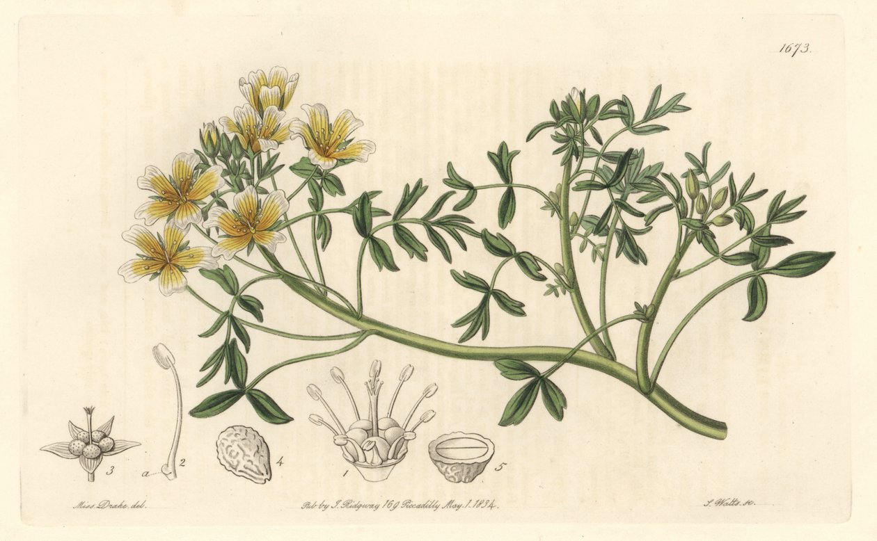Limnanthes, Originally from California by Sydenham Teast Edwards