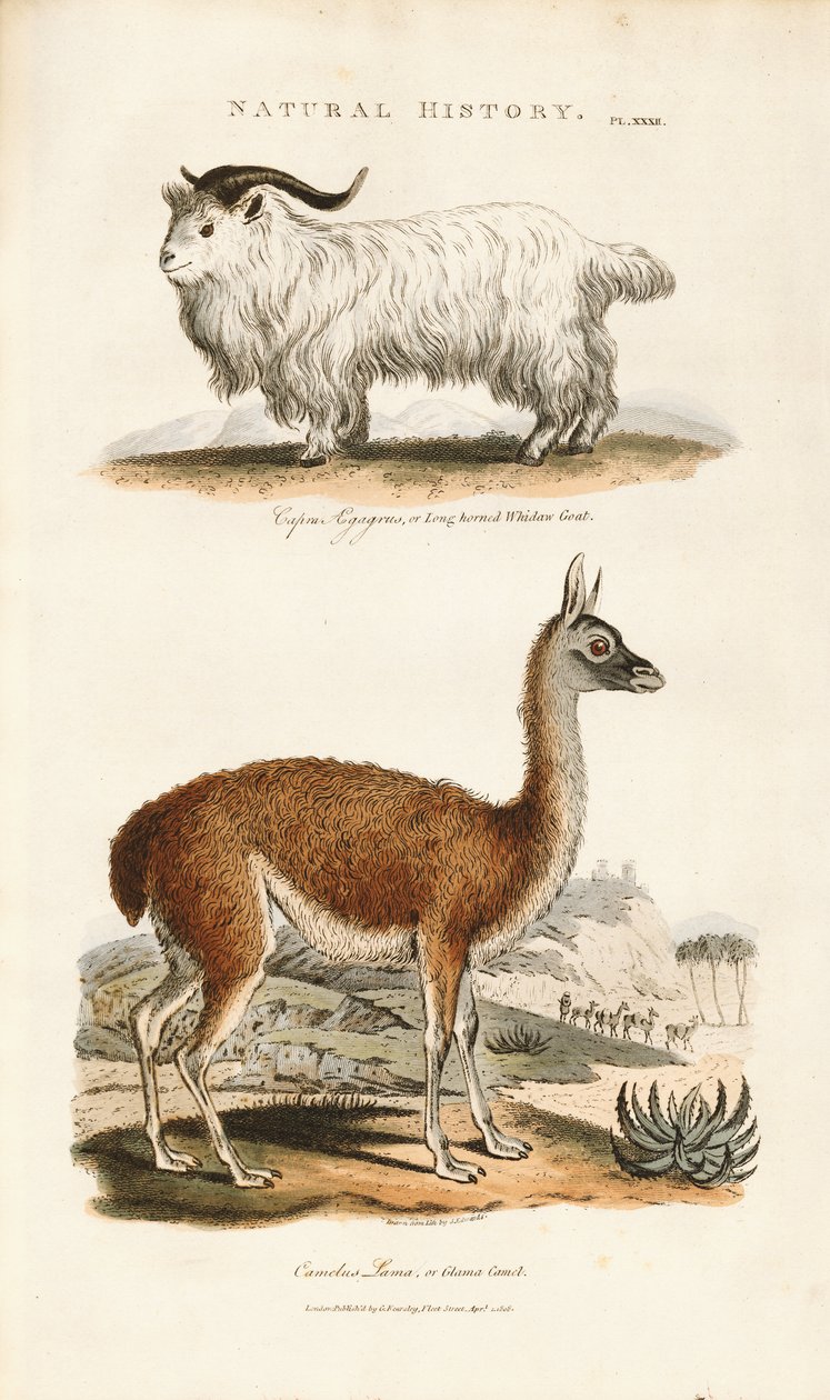 Long-horned Goat and Llama by Sydenham Teast Edwards