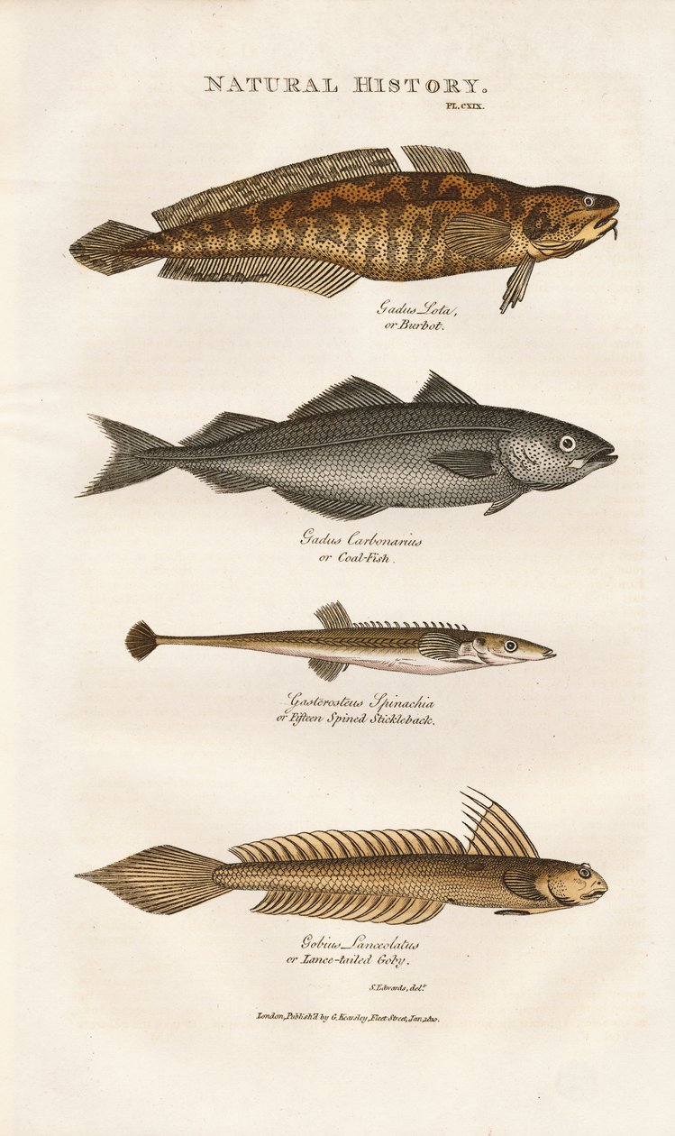 Marine Fishes of European Coastal Waters by Sydenham Teast Edwards