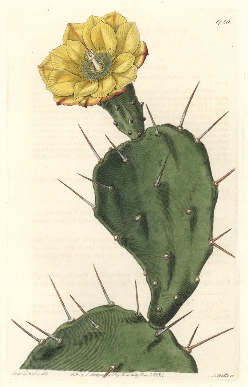 Monacanthus Pactus, Flowering Cactus, Native to South America - Engraved by S. Watts, from an illustration by Sarah Anne Drake, from the Botanical Register by Sydenham Teast Edwards