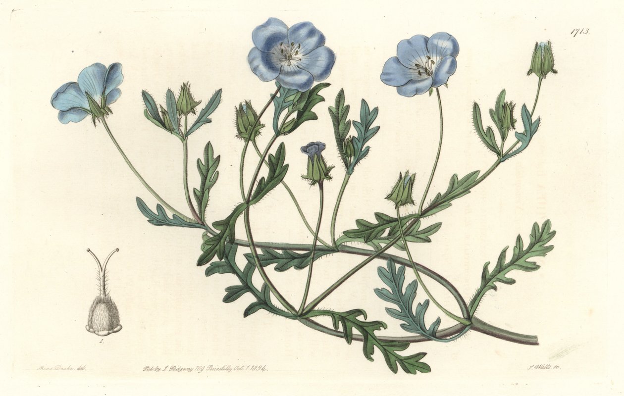 Namophila Maculata, Originally from California - Engraved by S. Watts, from an illustration by Sarah Anne Drake, from the Botanical Register by Sydenham Teast Edwards