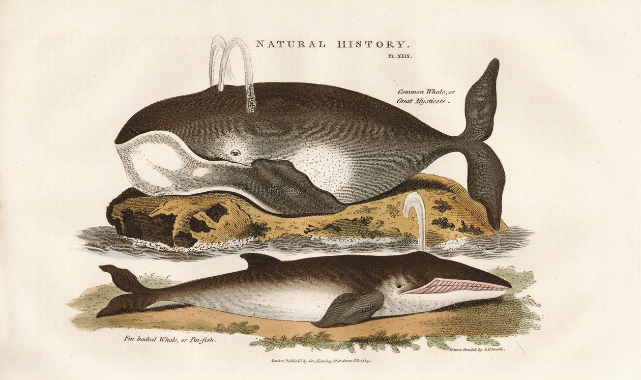 North Atlantic Whales by Sydenham Teast Edwards