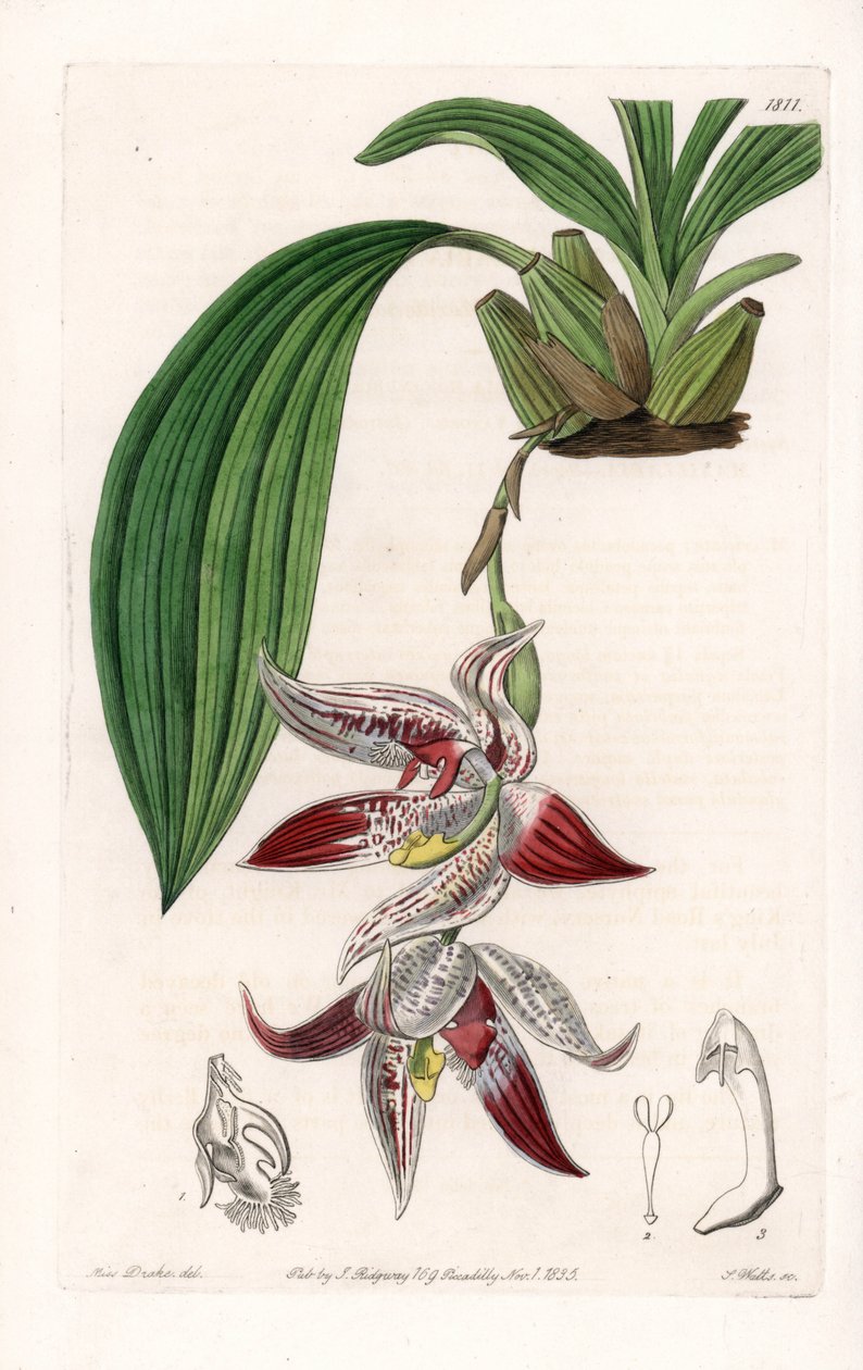 Orchid: Paphinia cristata, native of Amazonia - Plate engraved by S. Watts, from an illustration by Sarah Anne Drake, from the Botanical Register of Sydenham Edwards, England by Sydenham Teast Edwards