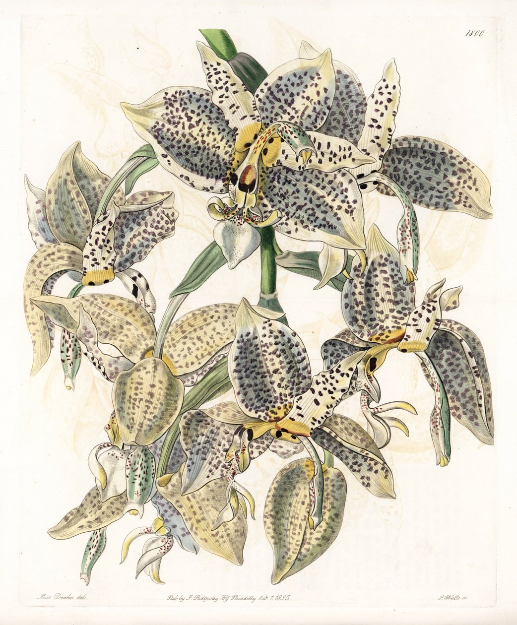 Orchid: Stanhopea Variety, Neotropical by Sydenham Teast Edwards