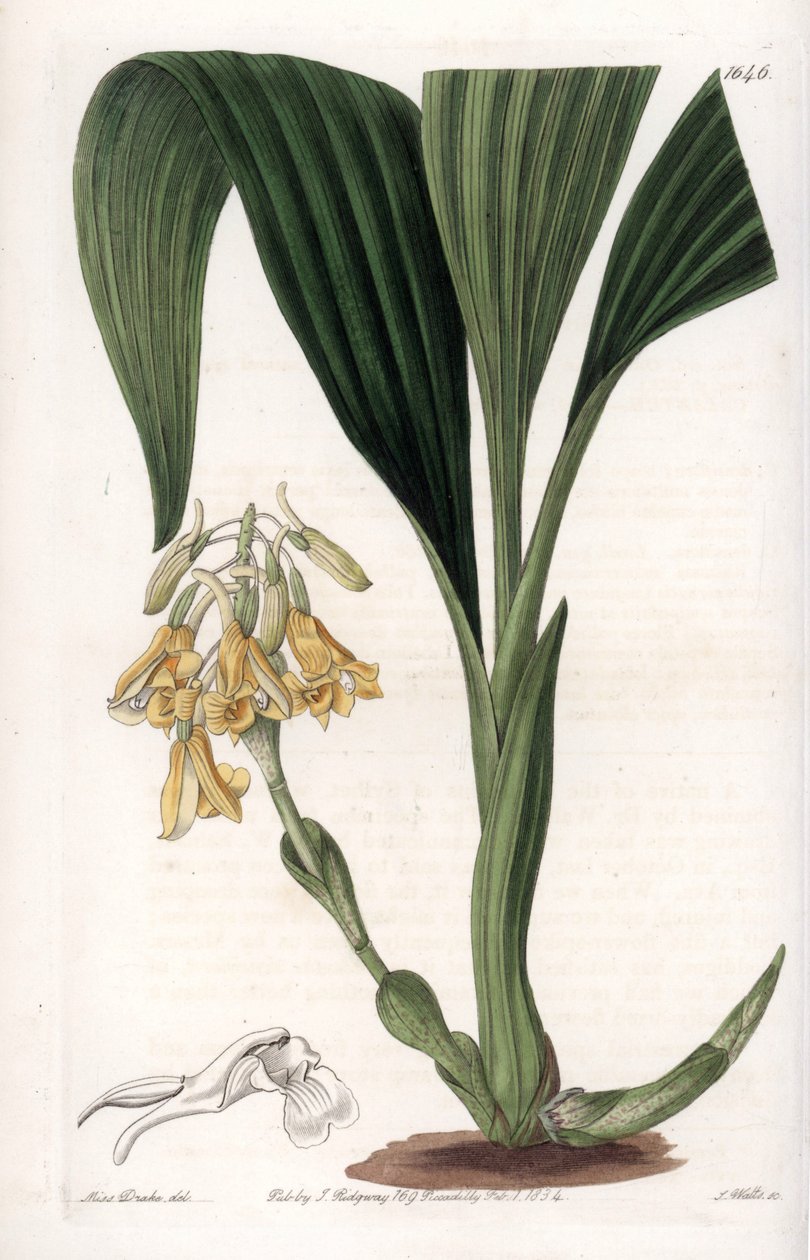 Orchid: calanth variety, with yellow flowers by Sydenham Teast Edwards