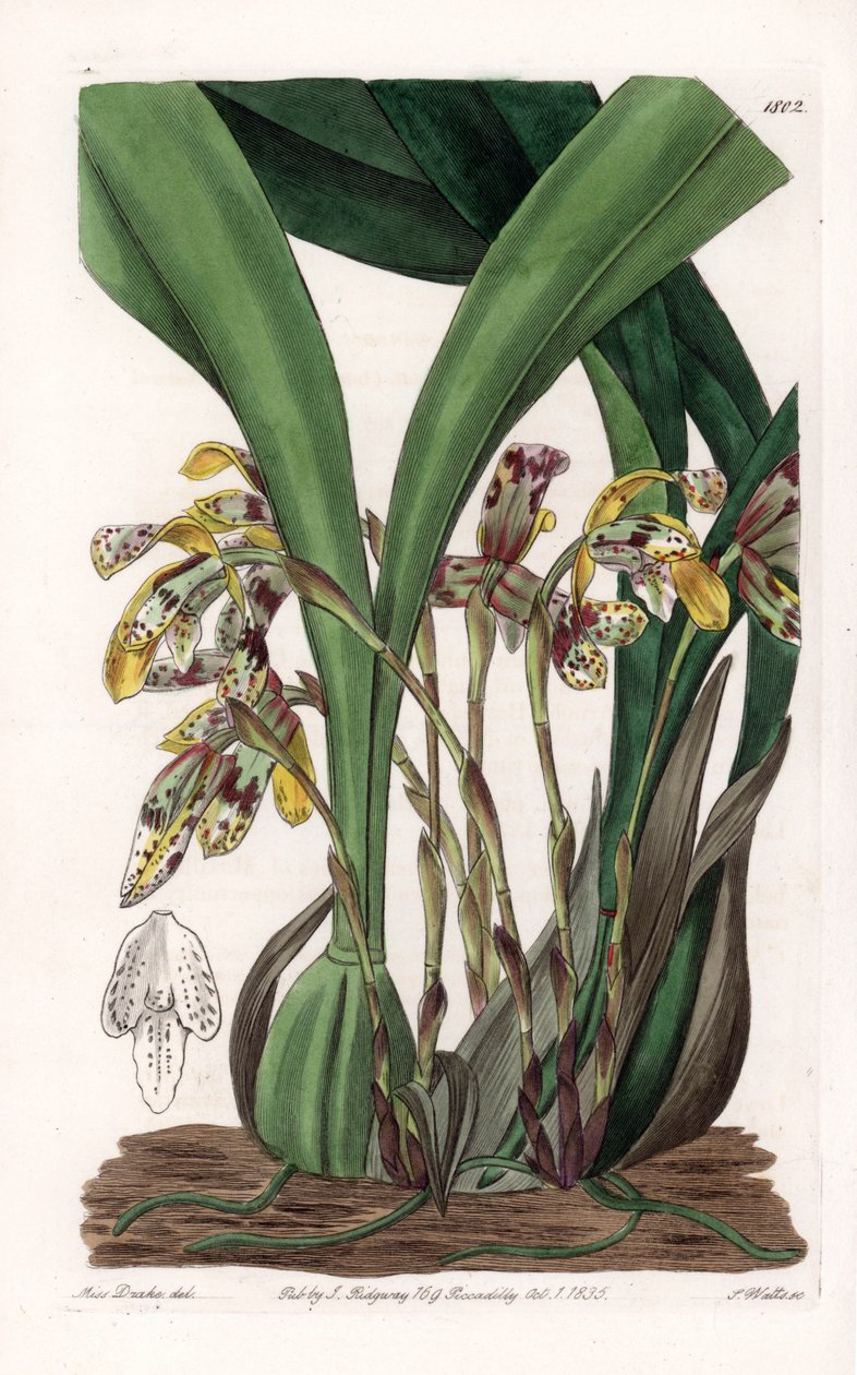 Orchid: Variety of Maxillaria, Native to South America by Sydenham Teast Edwards