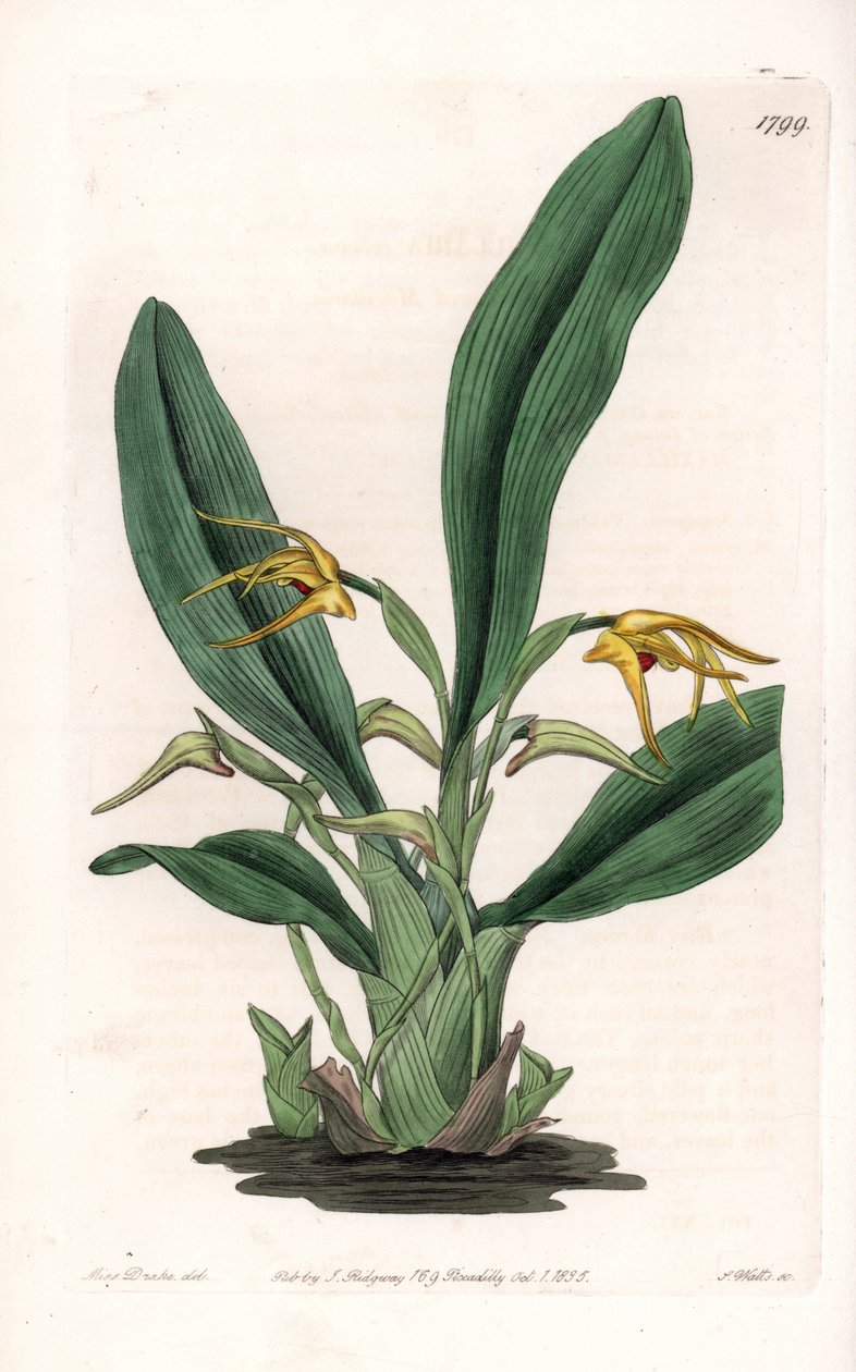 Orchid: Variety of Maxillaria, Native to Tropical America by Sydenham Teast Edwards