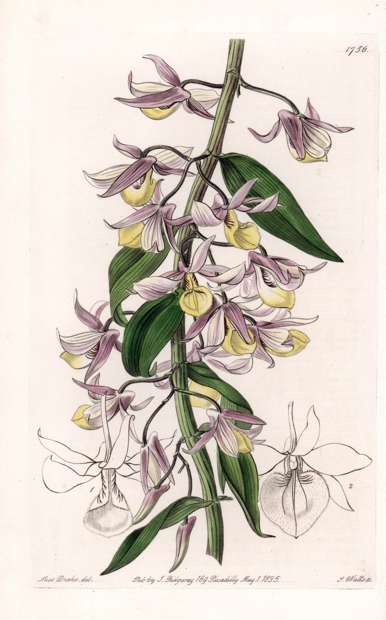 Orchid: Variety of Dendrobium, Native of Asia - Engraved by S. Watts, from an illustration by Sarah Anne Drake, from the Botanical Register of Sydenham Edwards by Sydenham Teast Edwards
