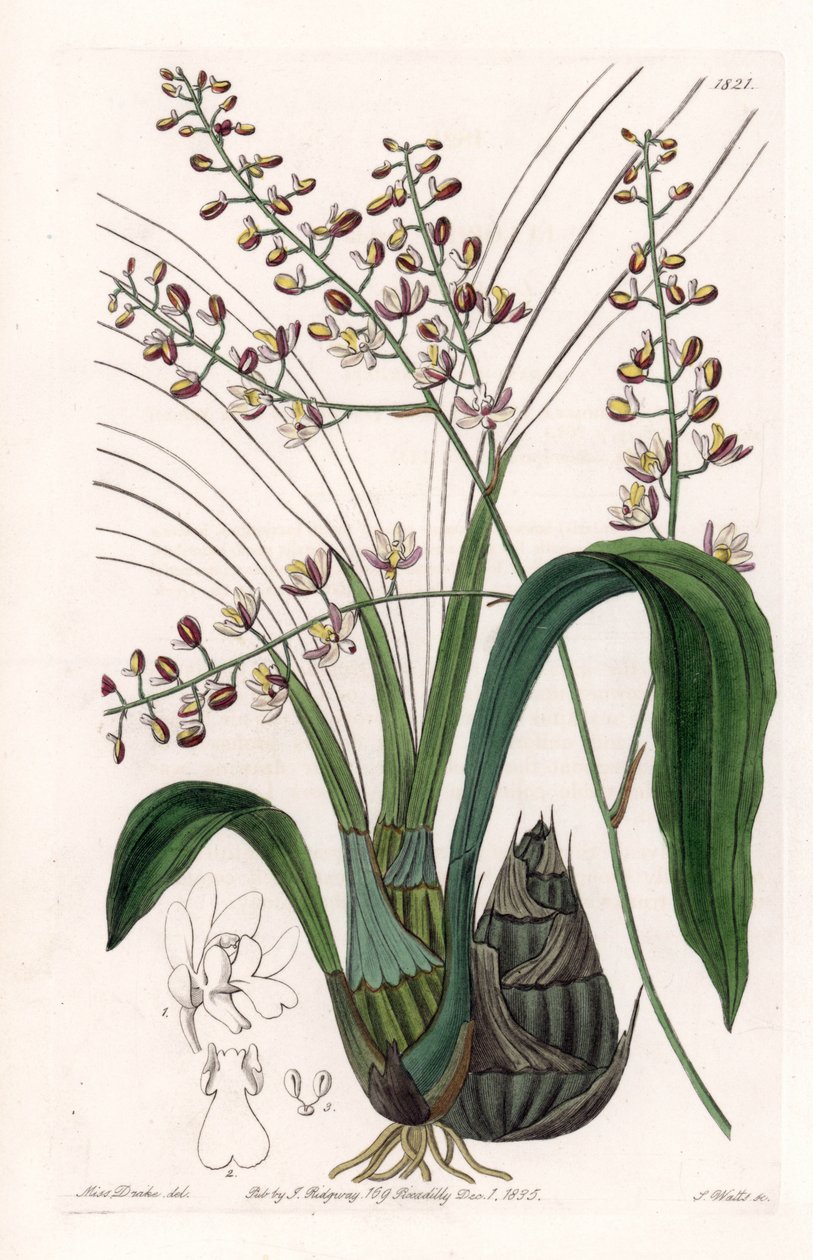 Orchid: Variety of Eulophia - Plate Engraved by S. Watts, from an Illustration by Sarah Anne Drake, from the Botanical Register of Sydenham Edwards by Sydenham Teast Edwards